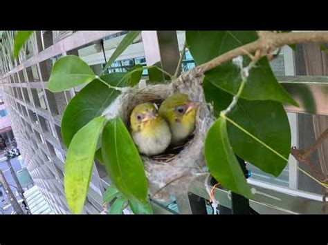 綠繡眼來家裡代表什麼|【綠繡眼風水】綠繡眼風水：解讀野鳥築巢帶來的好運與居家風水。